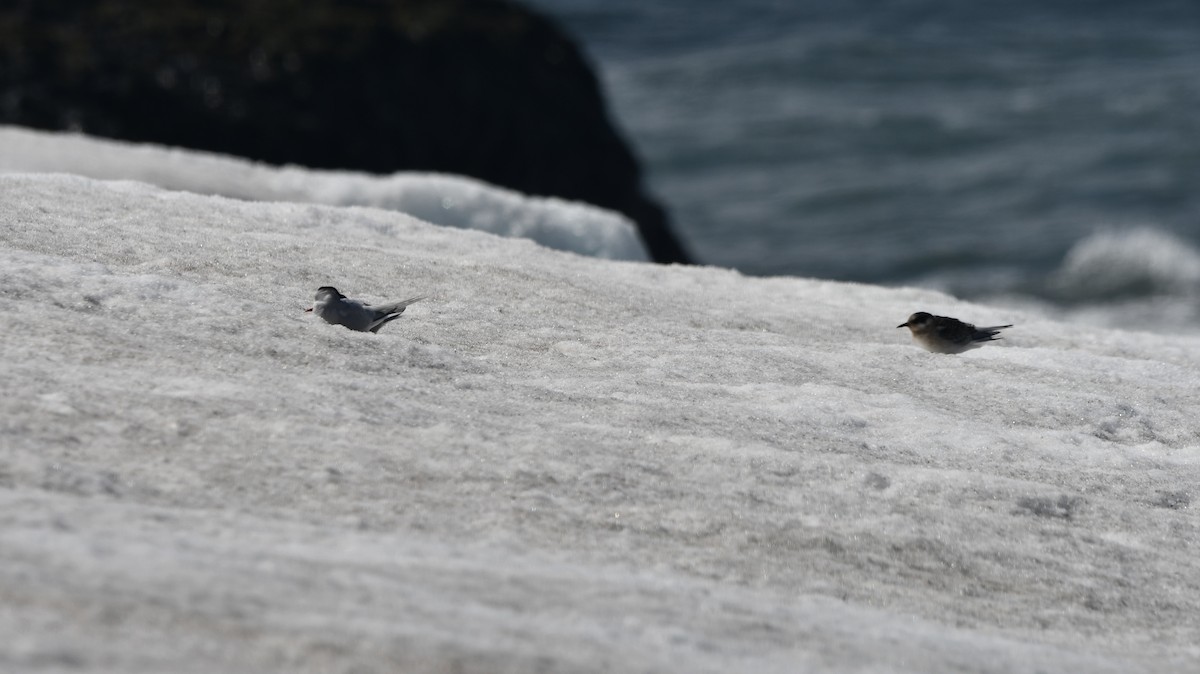 Antarctic Tern - ML538595481