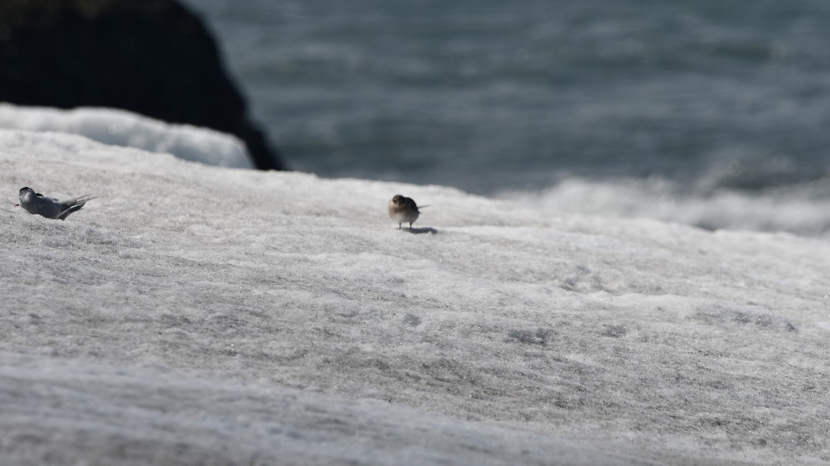 Antarctic Tern - ML538596241