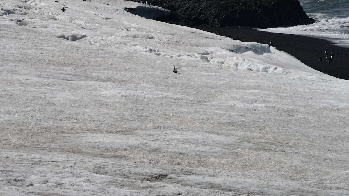 Antarctic Tern - ML538596521