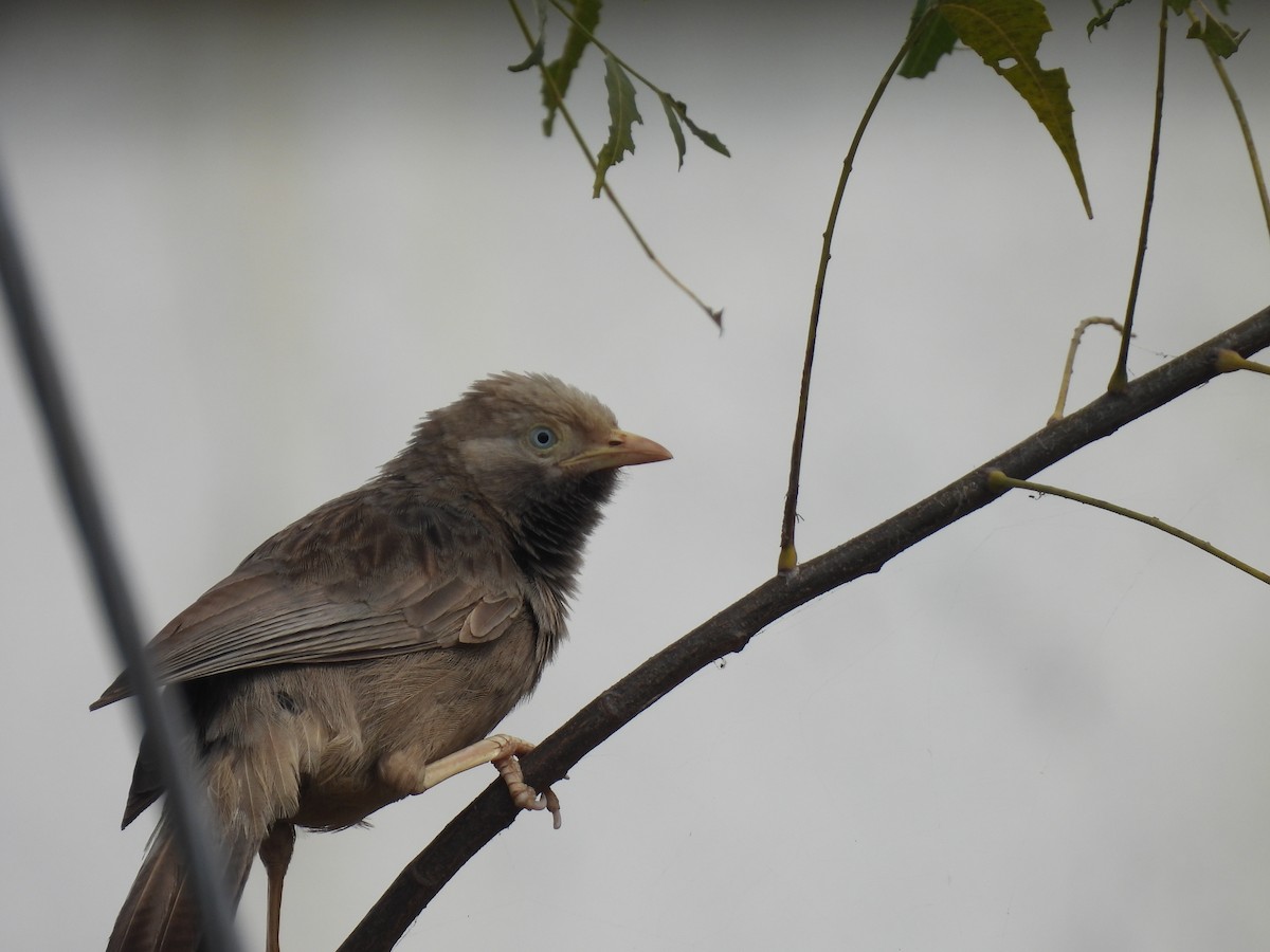 Yellow-billed Babbler - ML538596961