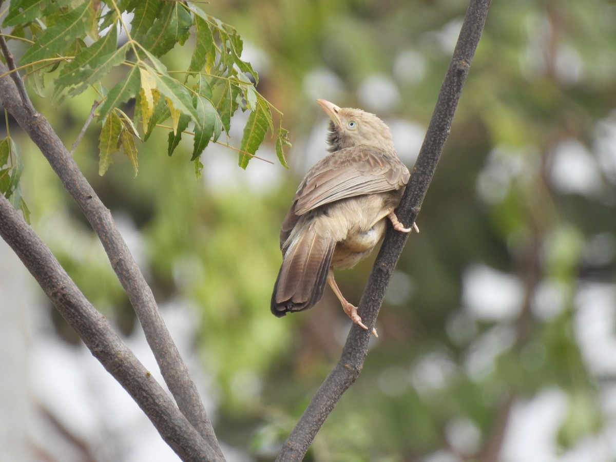 Yellow-billed Babbler - ML538596971