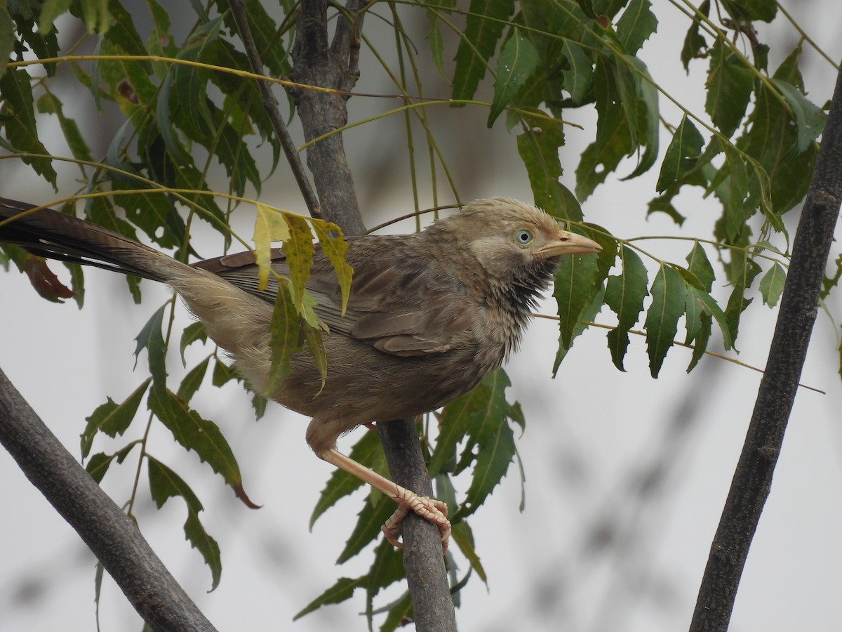 Yellow-billed Babbler - ML538596981