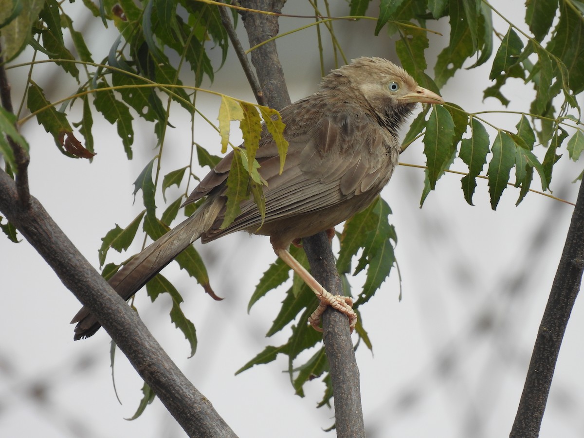 Yellow-billed Babbler - ML538597001