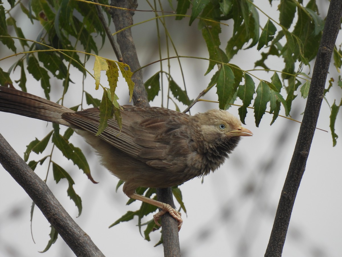 Yellow-billed Babbler - ML538597011