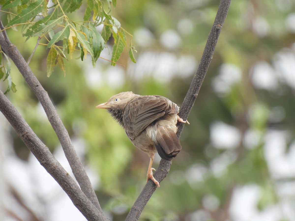 Yellow-billed Babbler - ML538597021