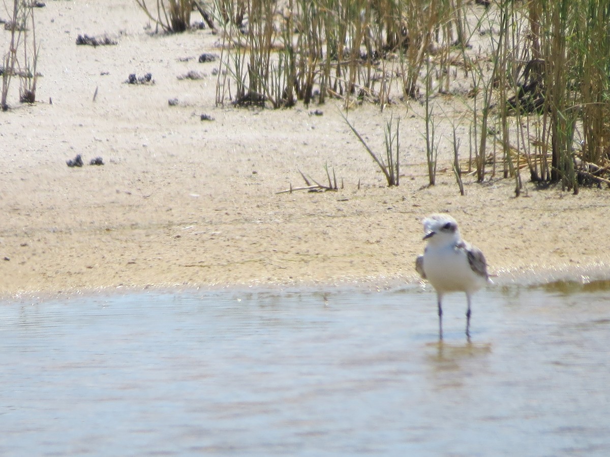 Snowy Plover - ML53859751