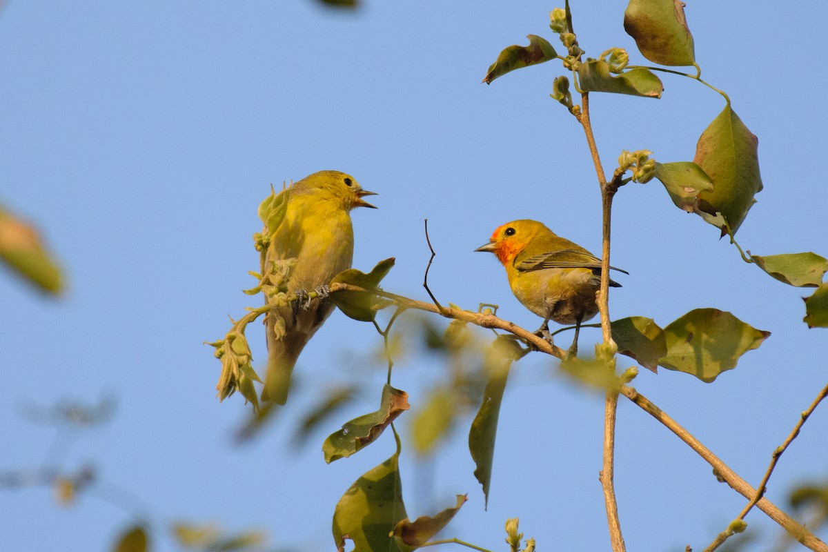 Fire-capped Tit - Gaurav Kumar