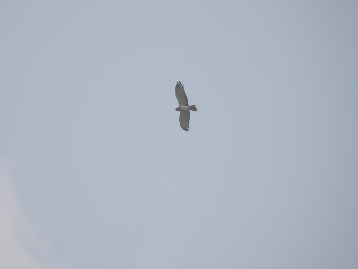 Short-toed Snake-Eagle - Kalyani Kapdi