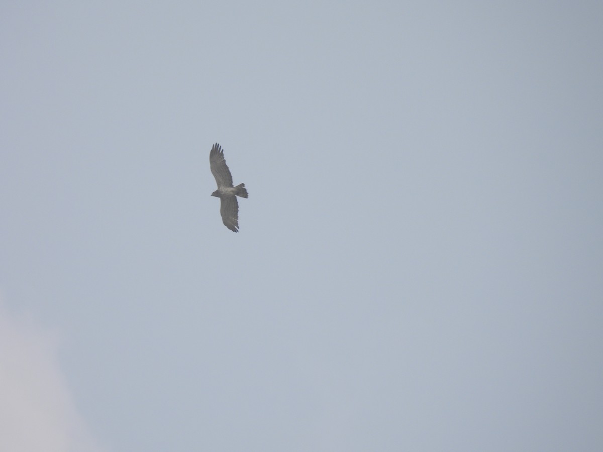 Short-toed Snake-Eagle - Kalyani Kapdi