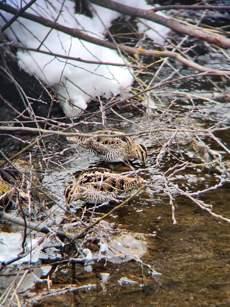 Wilson's Snipe - Alexander Lange