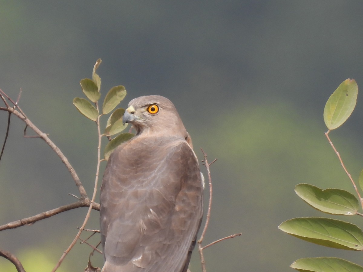 Shikra gabiraia - ML538598691