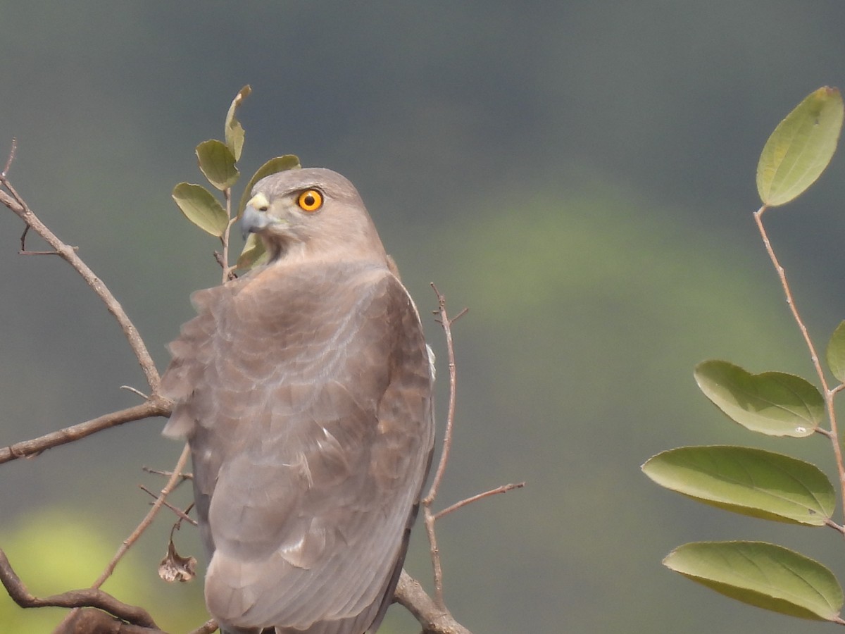 Shikra - Kalyani Kapdi