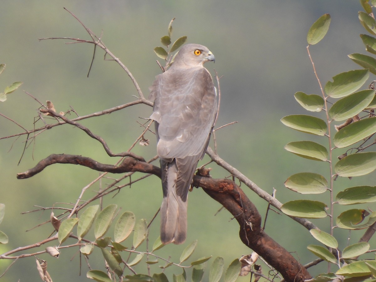 Shikra gabiraia - ML538598721