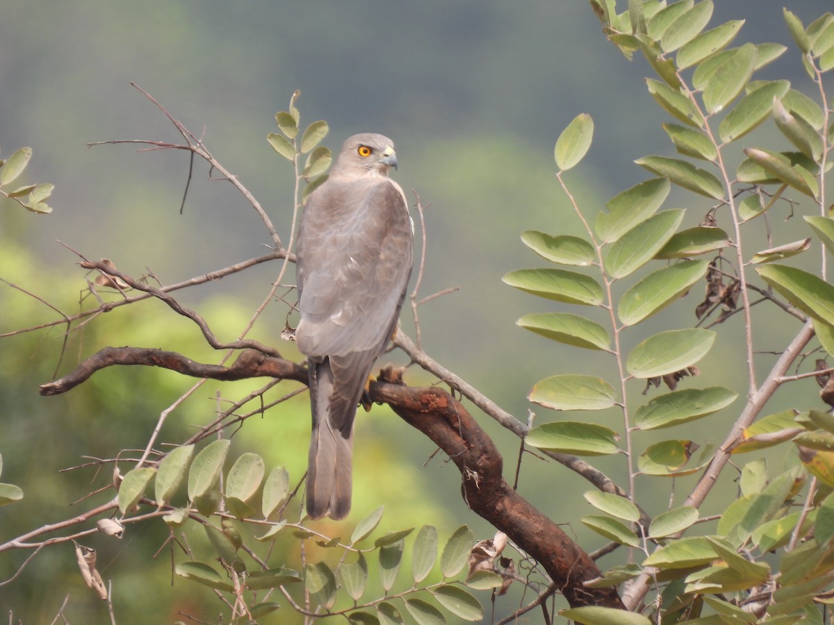 Shikra gabiraia - ML538598731