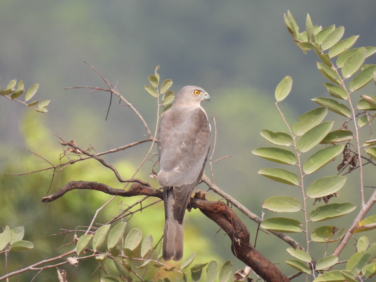 Shikra gabiraia - ML538598741