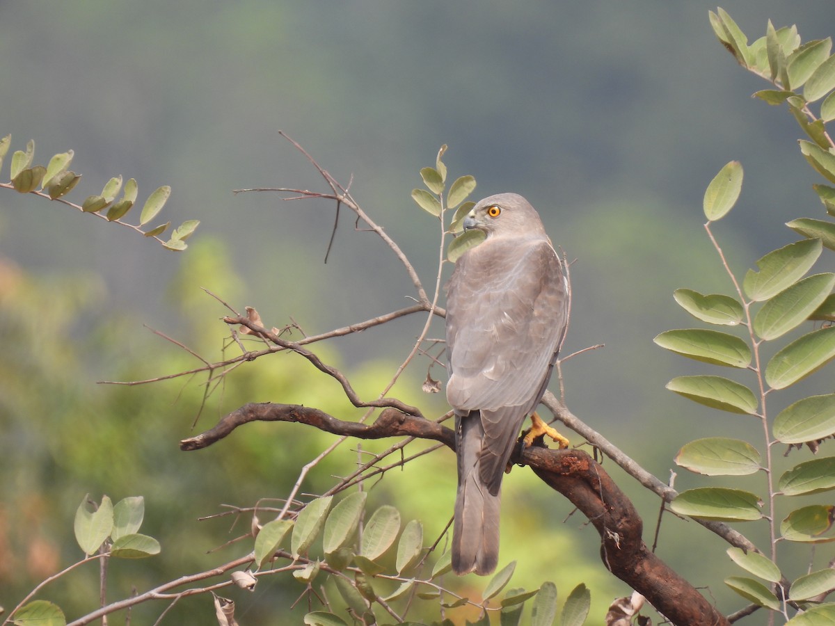 Shikra gabiraia - ML538598751