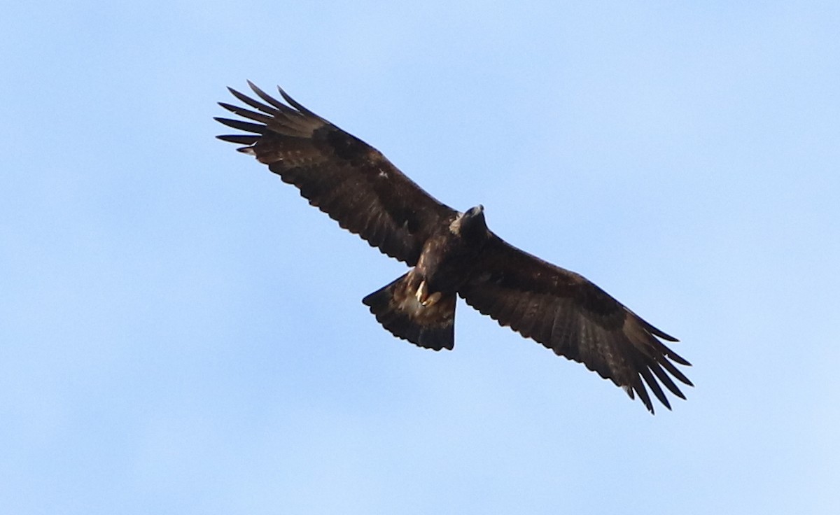 Golden Eagle - ML538599071