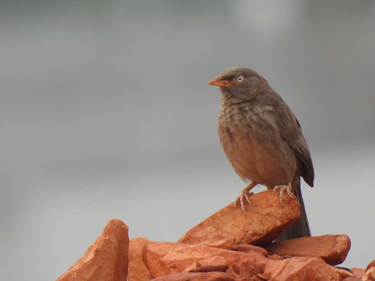 Jungle Babbler - Kalyani Kapdi