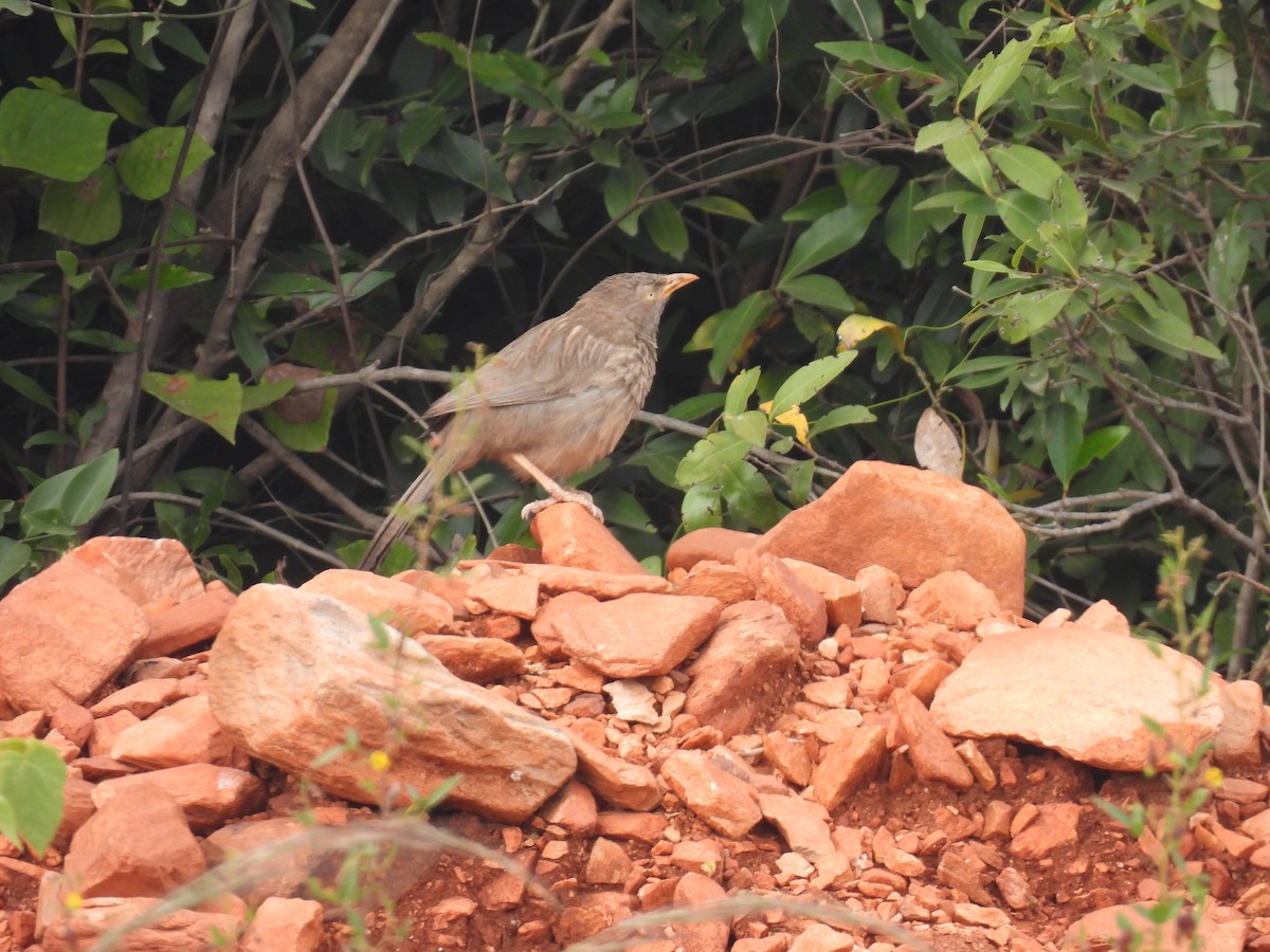 Jungle Babbler - Kalyani Kapdi