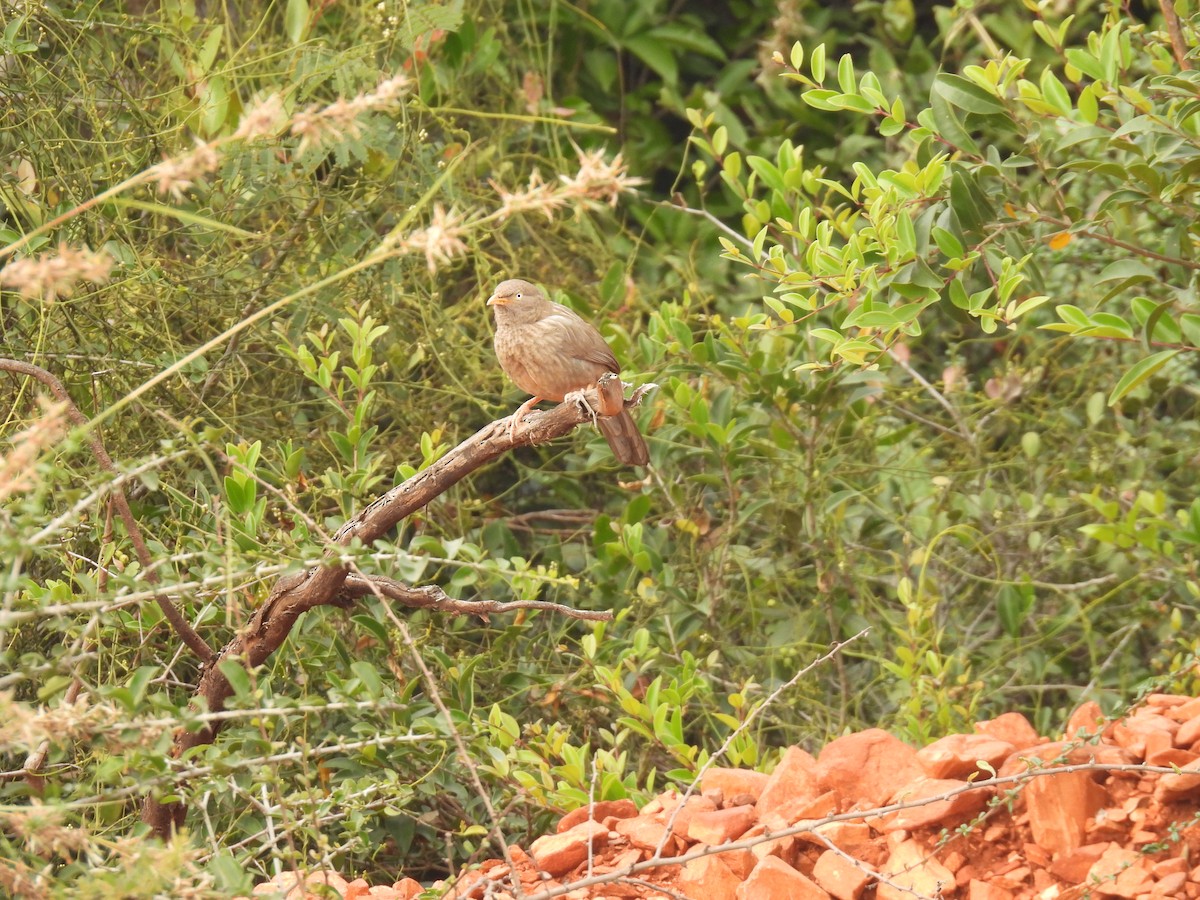 Jungle Babbler - Kalyani Kapdi