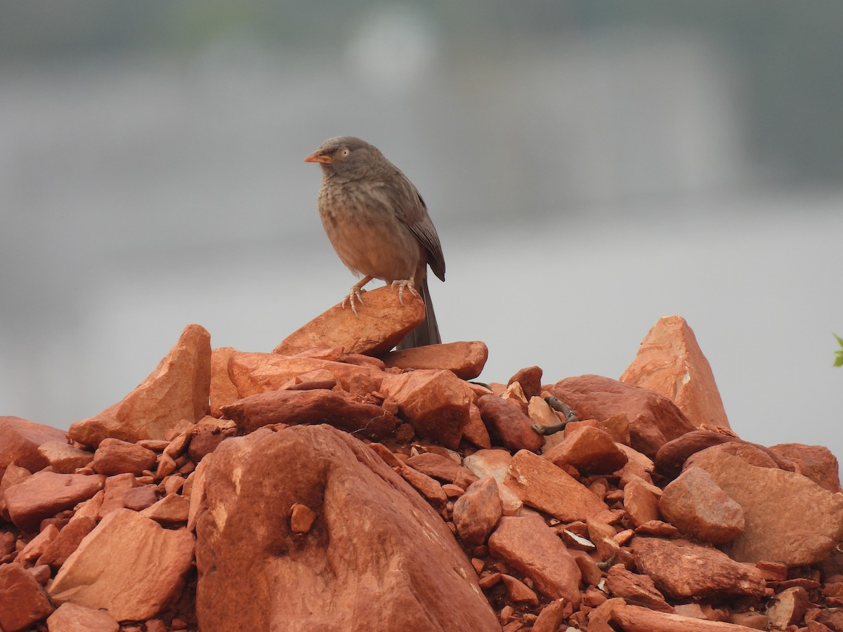 Jungle Babbler - ML538599201