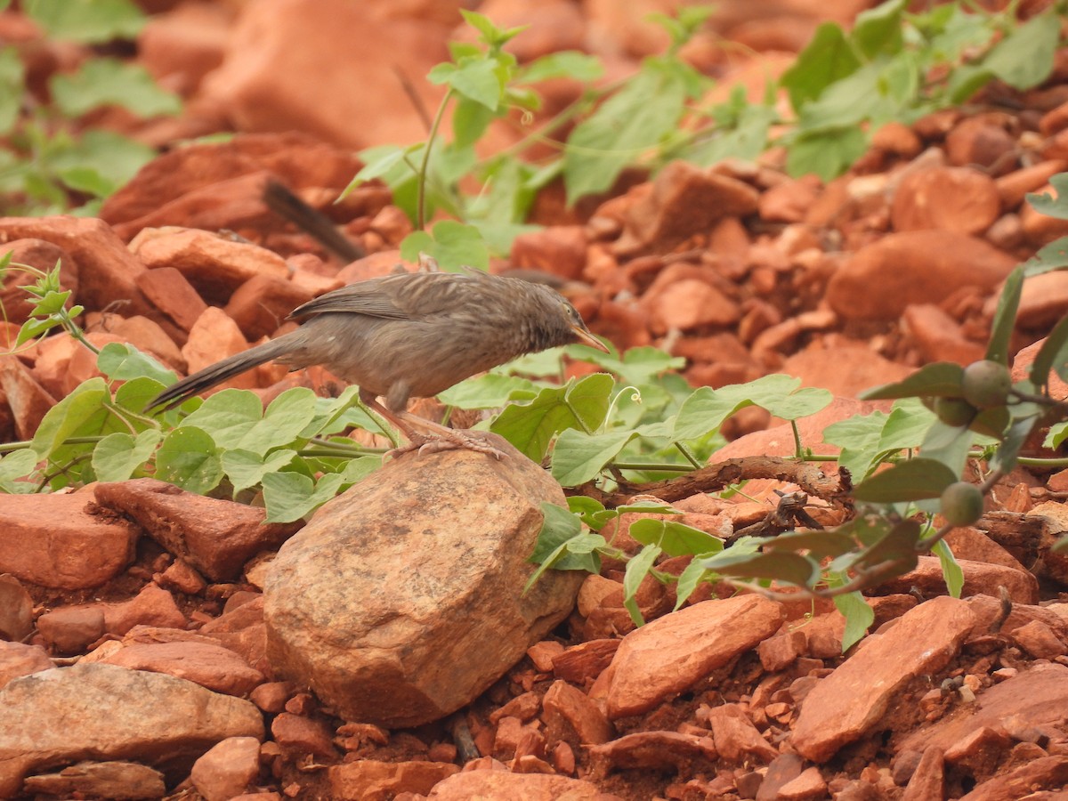 Jungle Babbler - Kalyani Kapdi