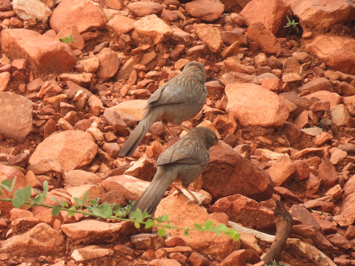 Jungle Babbler - Kalyani Kapdi