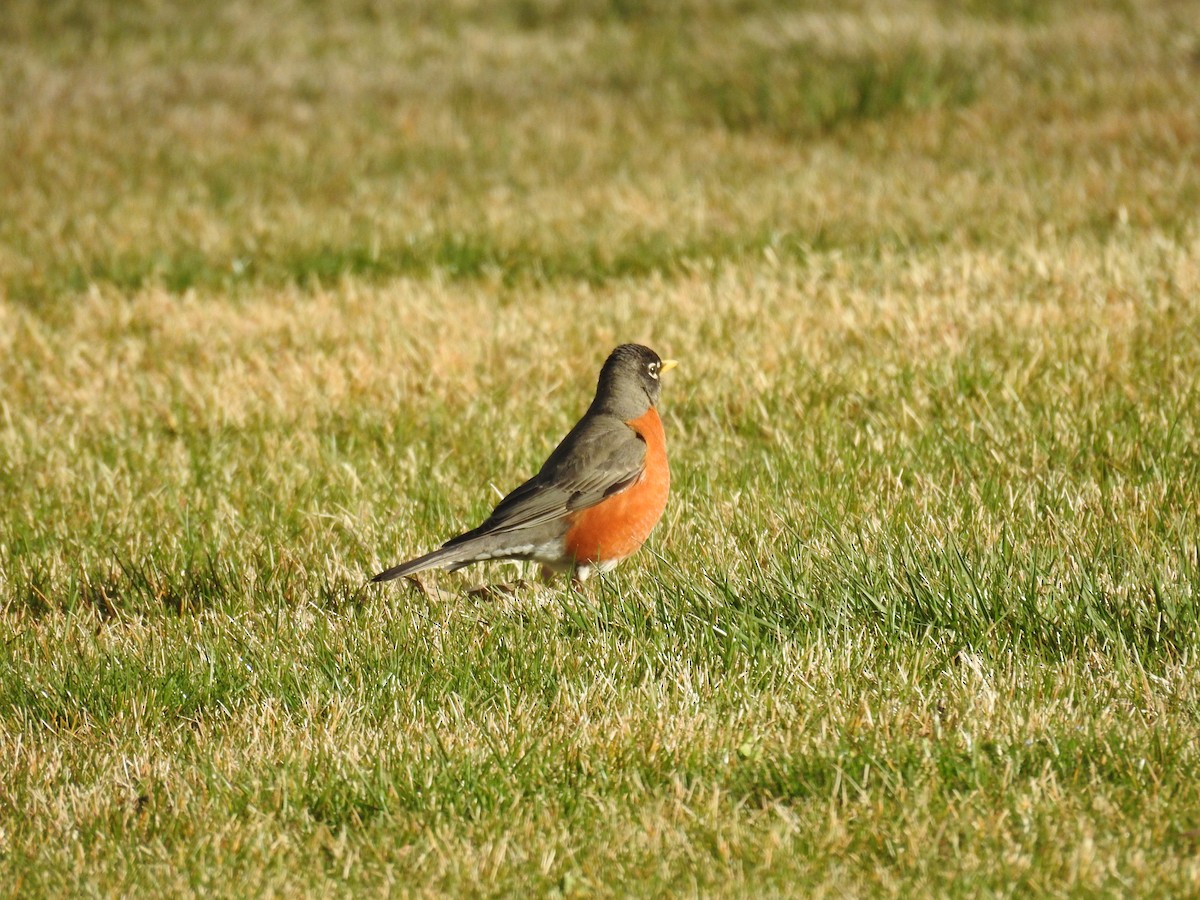 American Robin - ML538599271