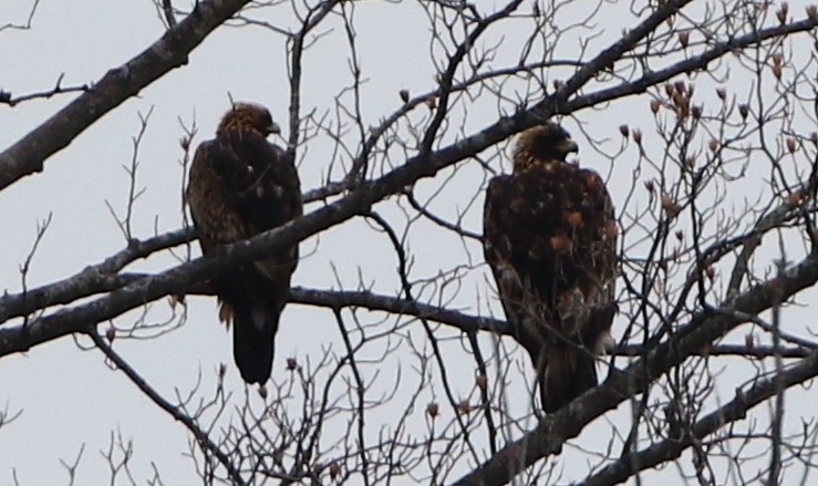 Golden Eagle - ML538599311