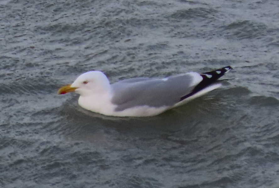 European Herring Gull - ML538600071