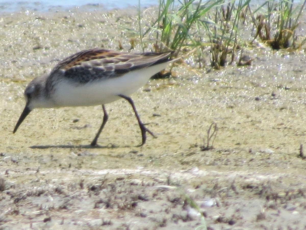 Western Sandpiper - ML53860061