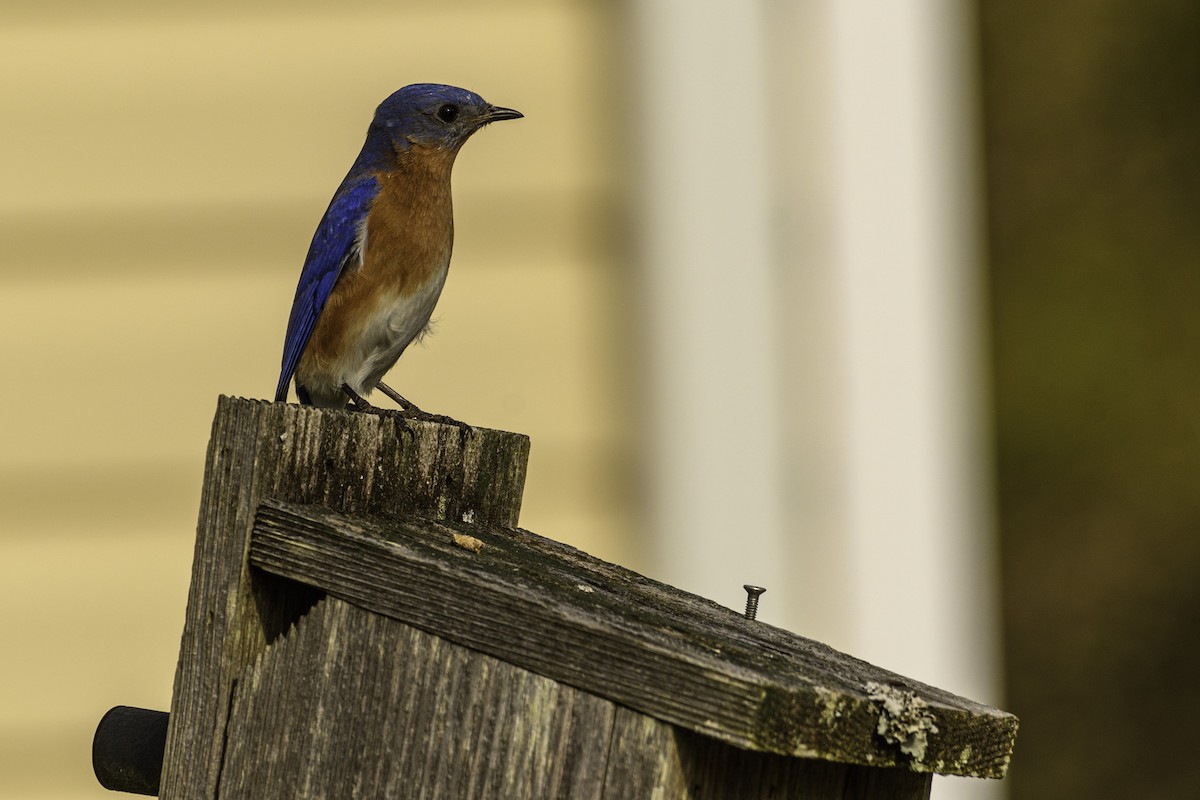 Eastern Bluebird - Keith Kennedy