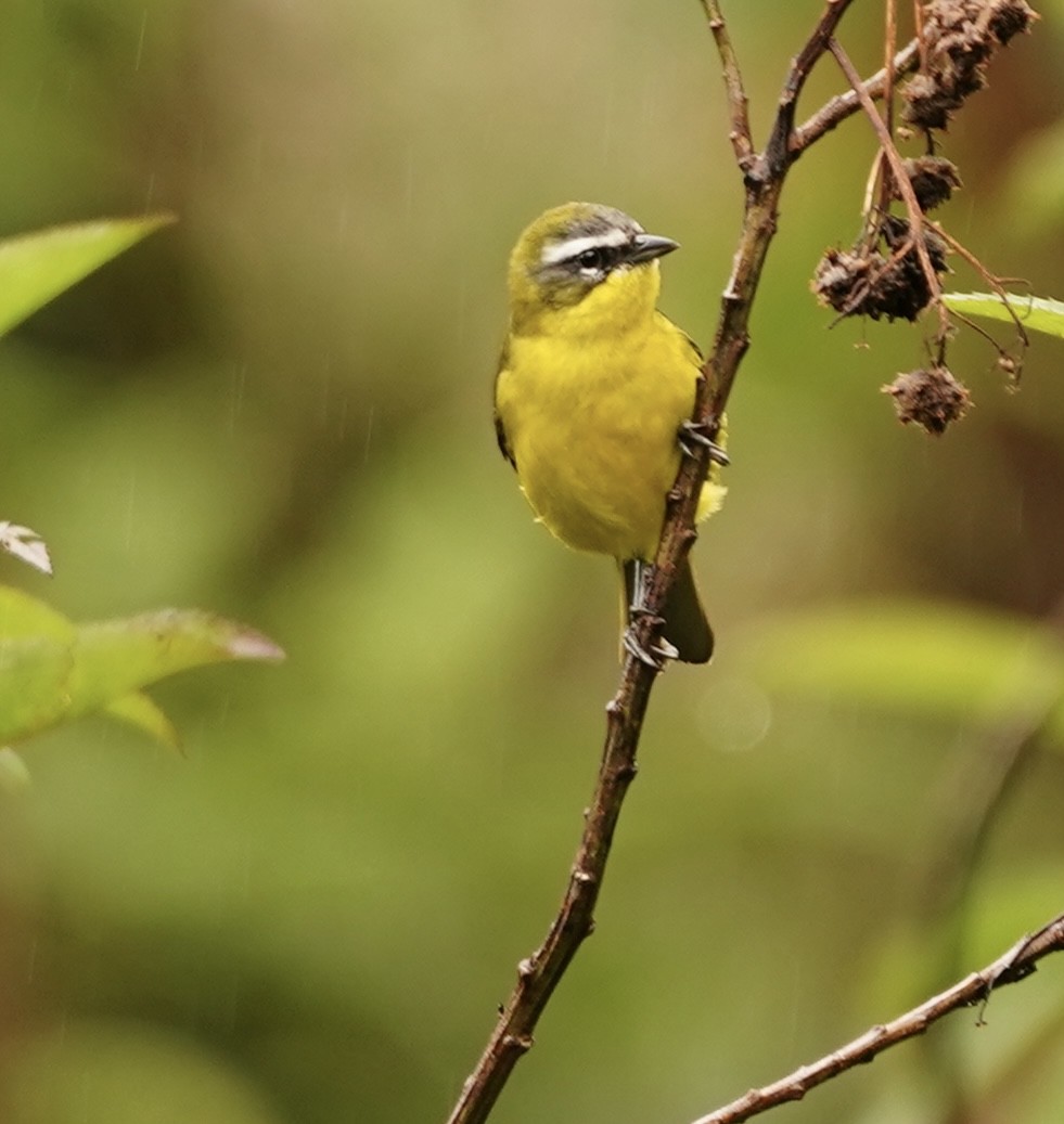 Superciliaried Hemispingus (urubambae) - William Huamanccari tuco