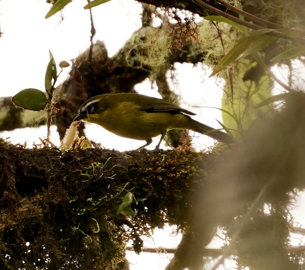 Ak Kaşlı Hemispingus (urubambae) - ML538601851