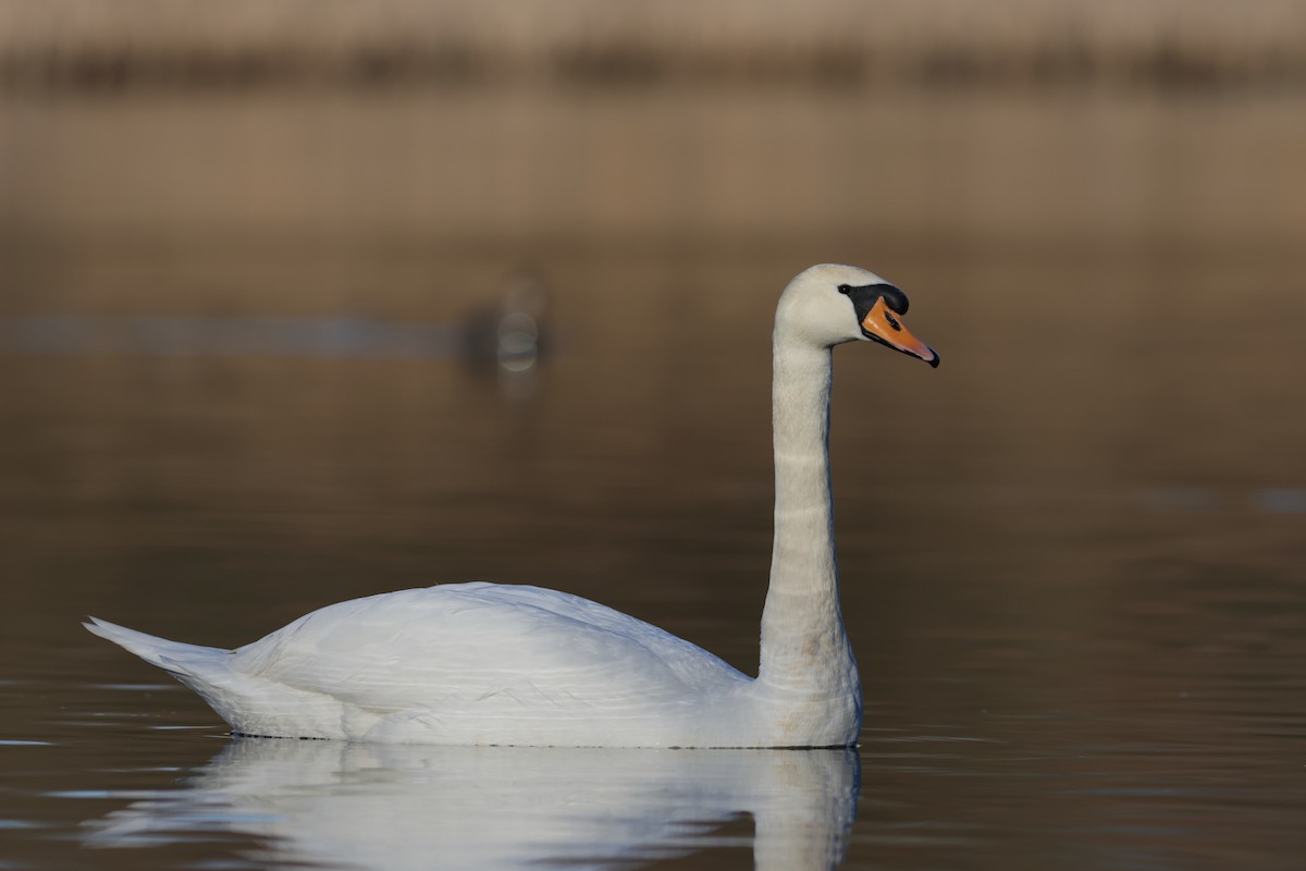ברבור מצוי - ML538602221