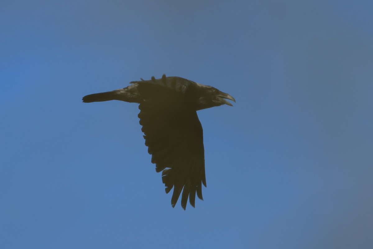 עורב שחור - ML538602511