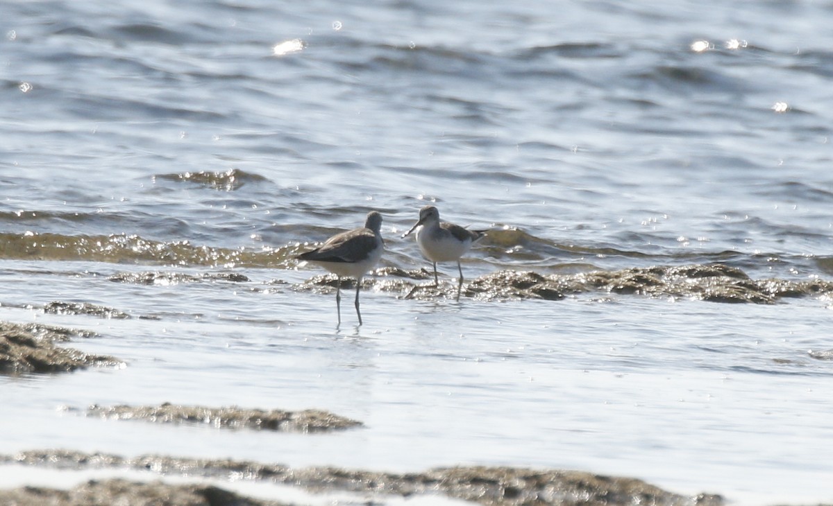 Common Greenshank - ML538602571