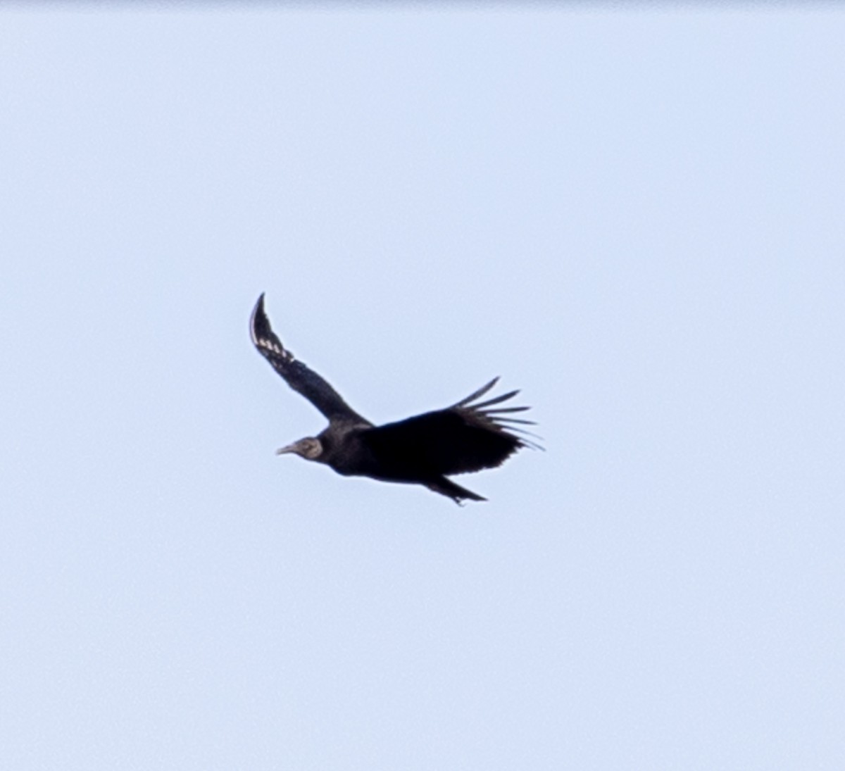 Black Vulture - ML538602581