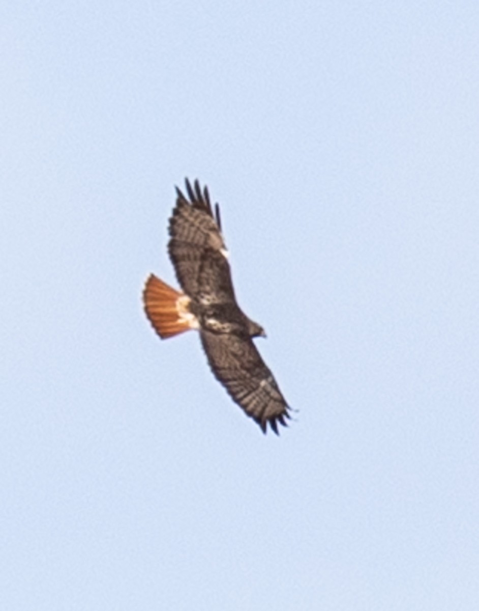 Red-tailed Hawk (borealis) - ML538602591
