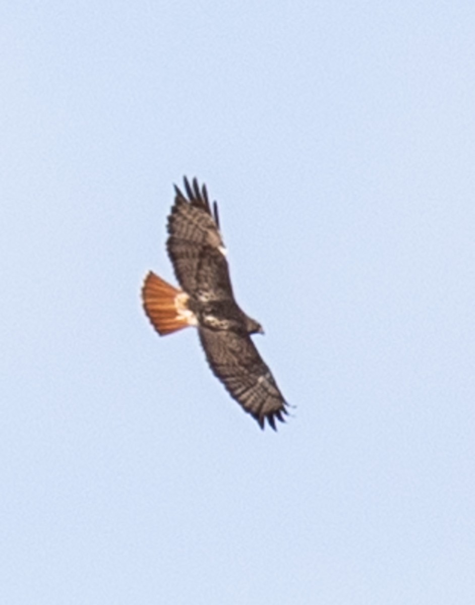 Buse à queue rousse (borealis) - ML538602591