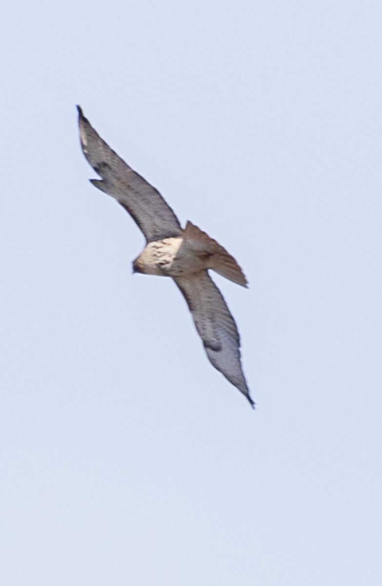 Red-tailed Hawk (borealis) - ML538602601