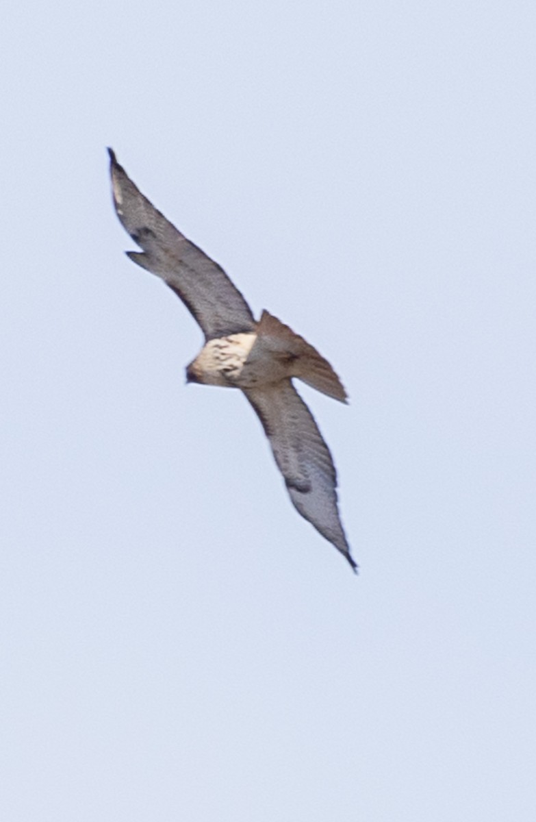 Buse à queue rousse (borealis) - ML538602601