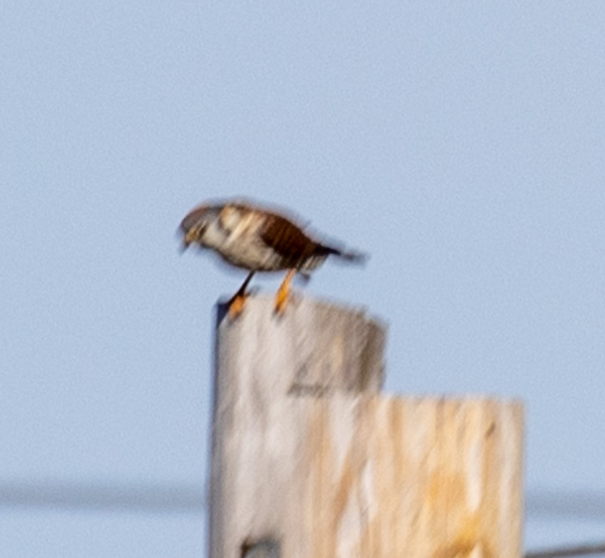 American Kestrel - ML538602611