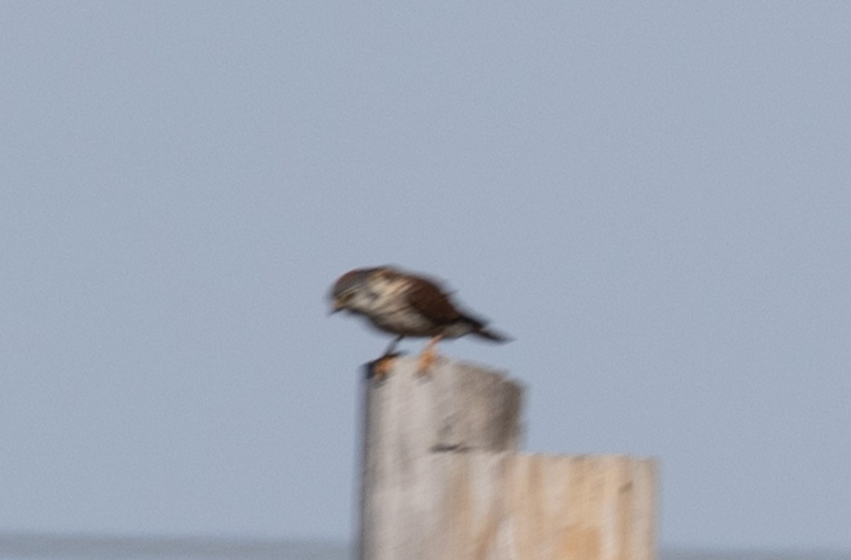 American Kestrel - ML538602621