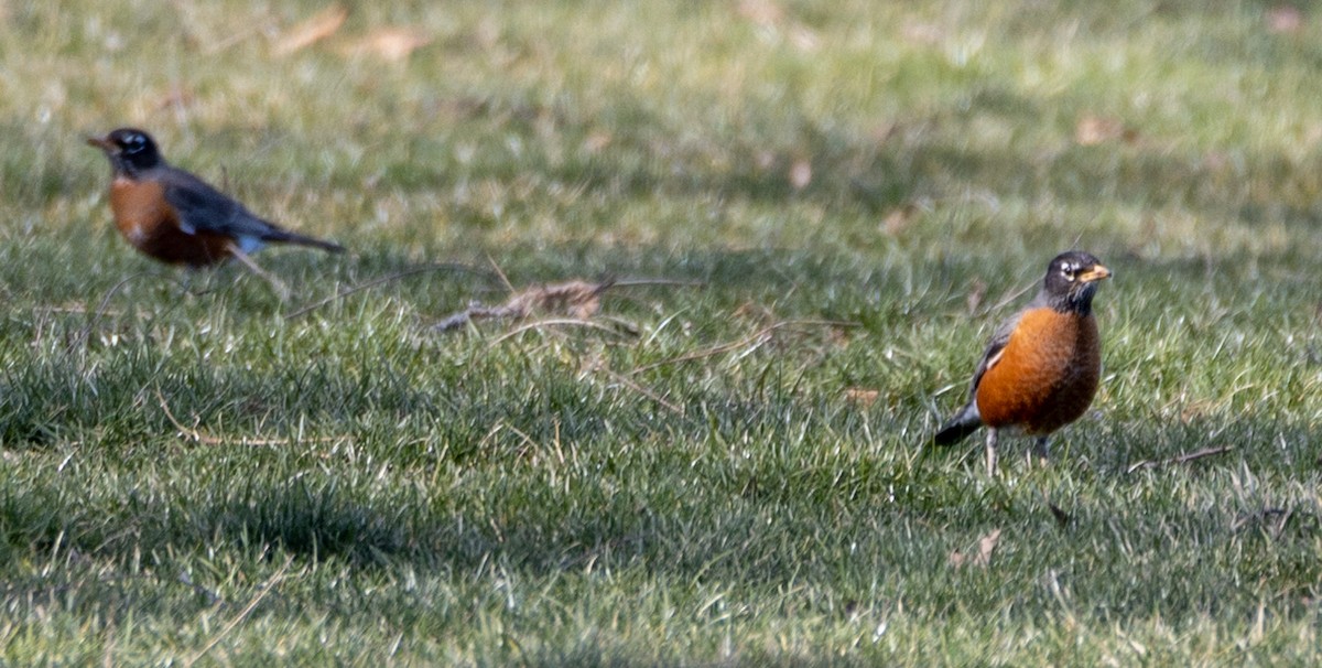 American Robin - ML538602731