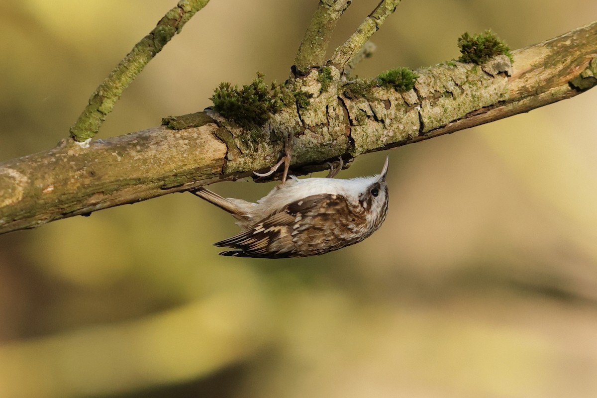 טפס-עצים אירופי - ML538602811