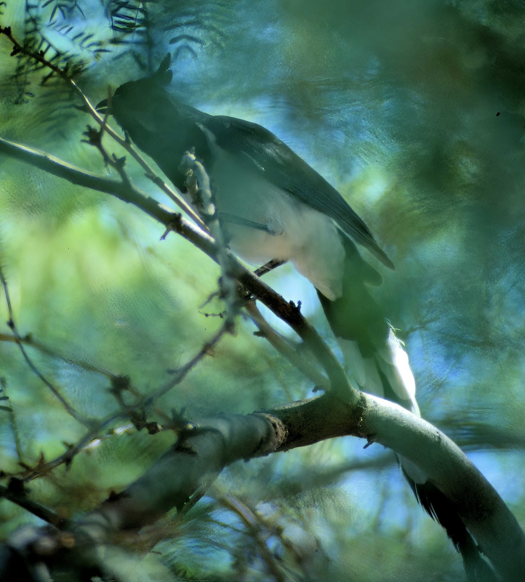 Black-throated Magpie-Jay - ML538602921