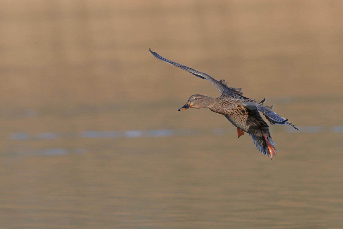 ברכיה - ML538603171