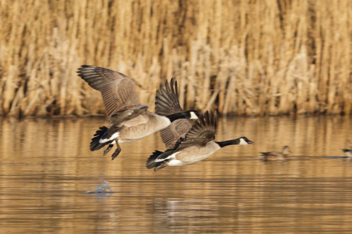 ברנטה קנדית - ML538603231