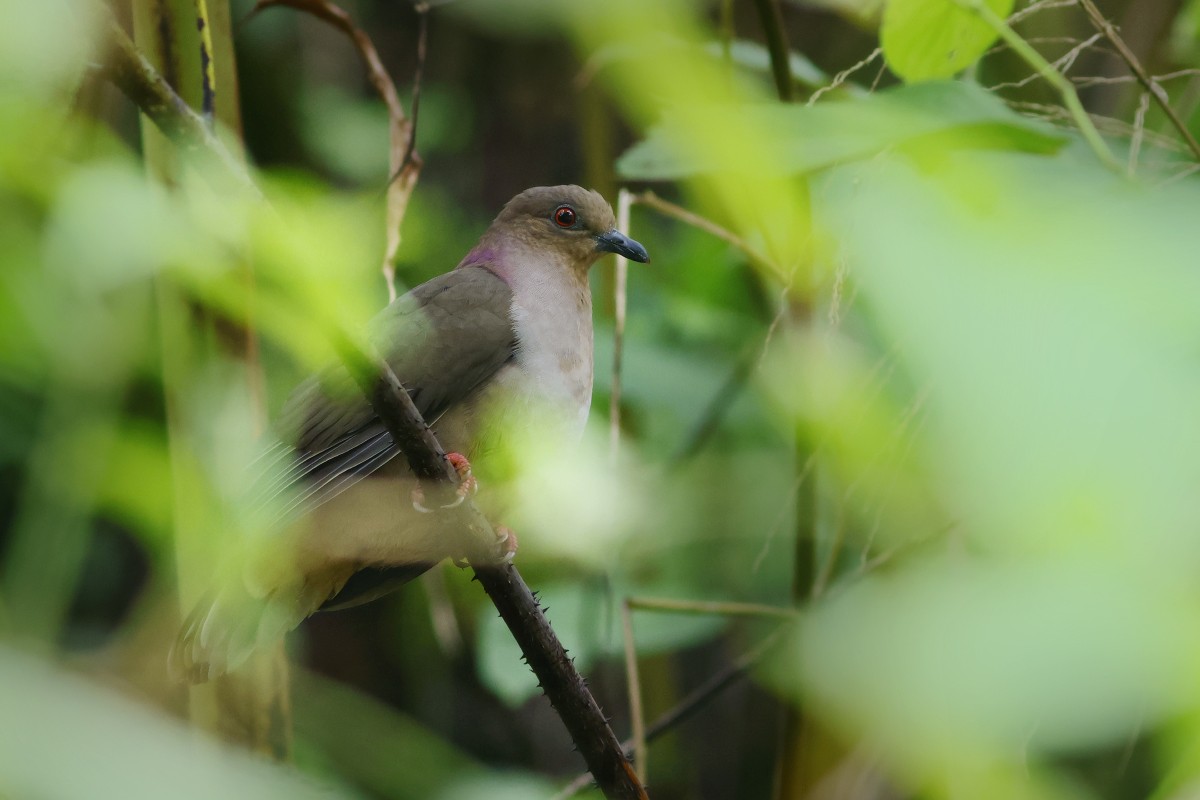 Mindanao Brown-Dove - ML538603641